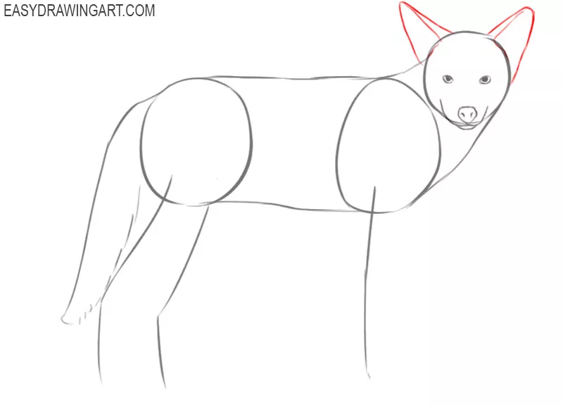 how to draw an easy coyote 