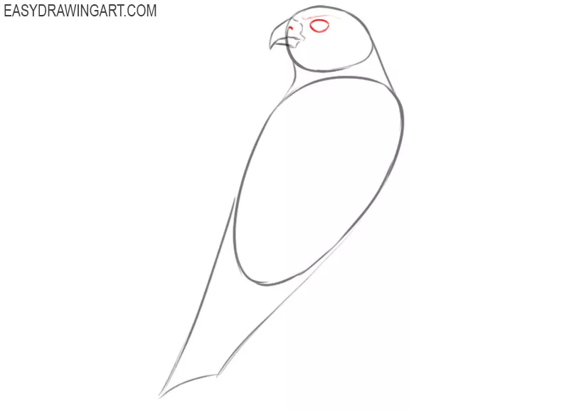 how to draw an easy falcon