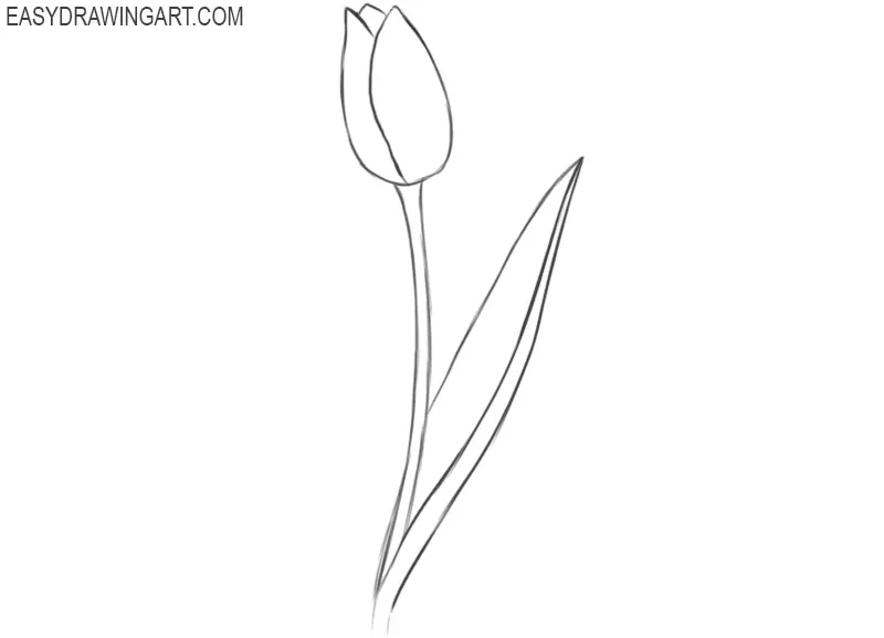 how to draw an easy tulip step by step