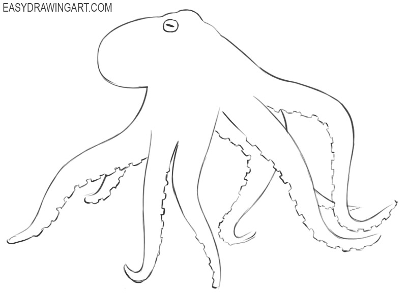 how to draw an octopus cartoon 