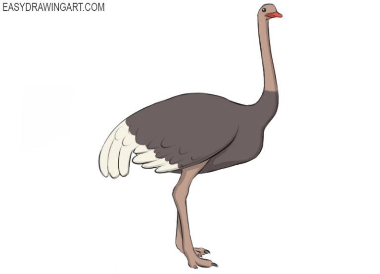 How to draw an ostrich
