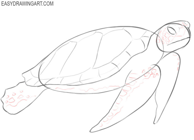 How to Draw a Sea Turtle Easy Drawing Art