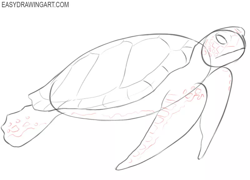 how to draw and color a sea turtle