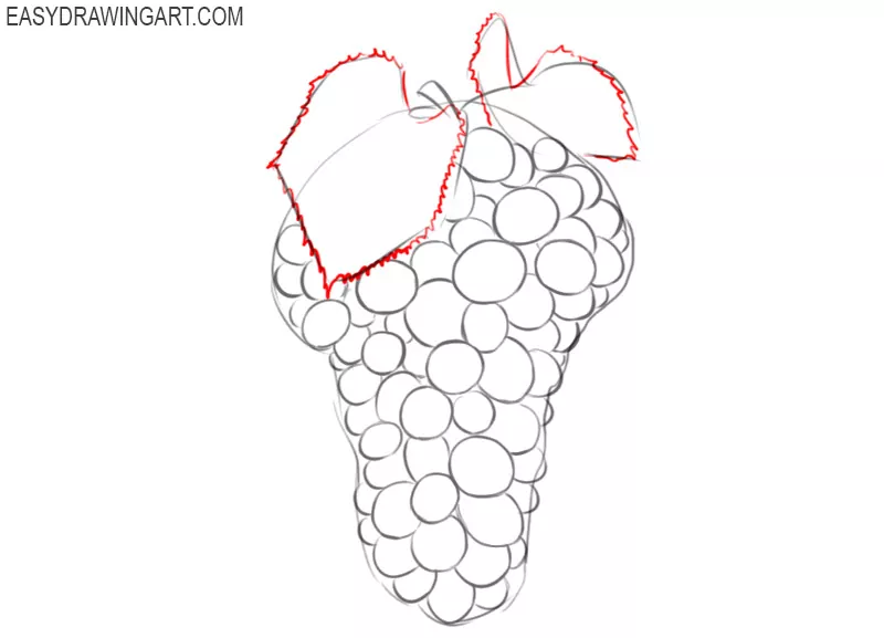 how to draw and colour grapes