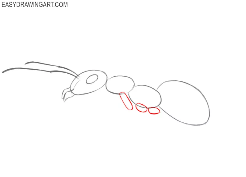 how to draw ant instructions 