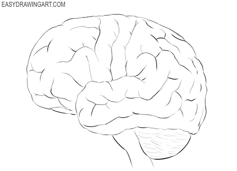how to draw brain picture