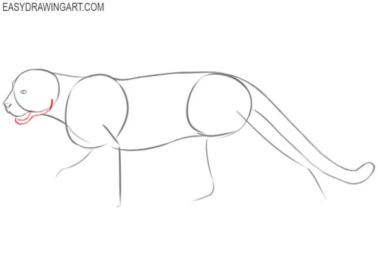 How to Draw a Cougar - Easy Drawing Art