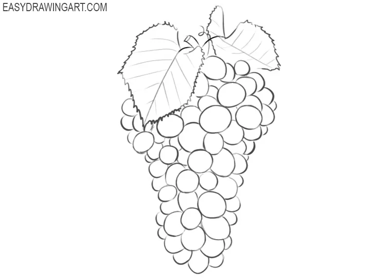 how to draw grapes easy step by step