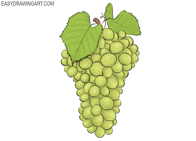 Grapes drawing How to draw Grapes  Easy fruit drawings for beginners   EASY TO DRAW EVERYTHING