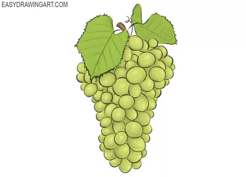 bunch of blue round grapes with an orange leaf. Realistic drawing of a bunch  of grapes. Raster hand drawn vine illustration isolated on white Stock  Illustration | Adobe Stock