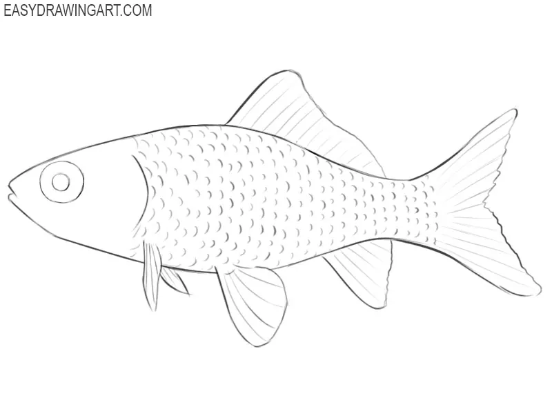 how to draw pet goldfish 