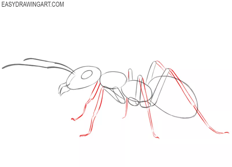 how to draw picture of ant 