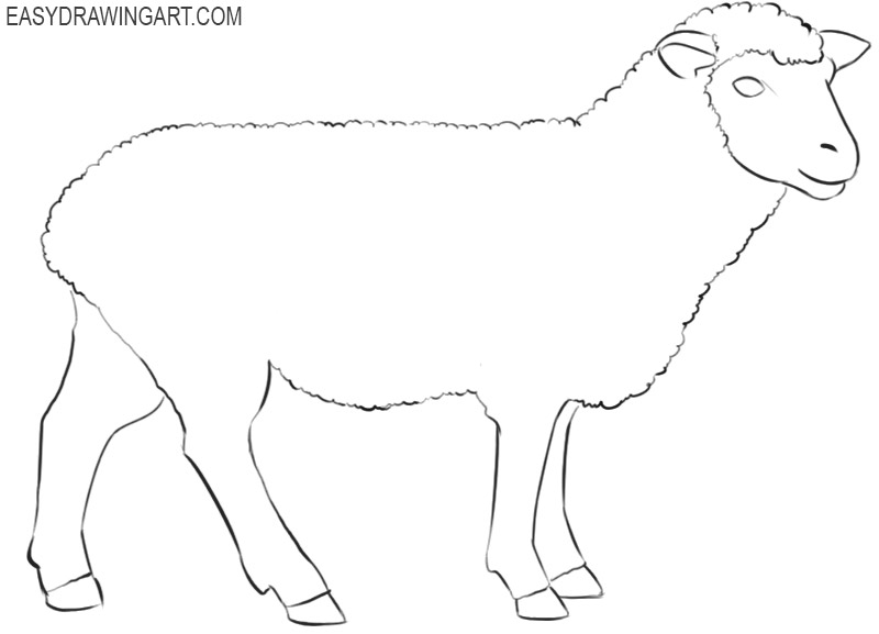 Cartoon Sheep Drawing  How To Draw A Cartoon Sheep Step By Step