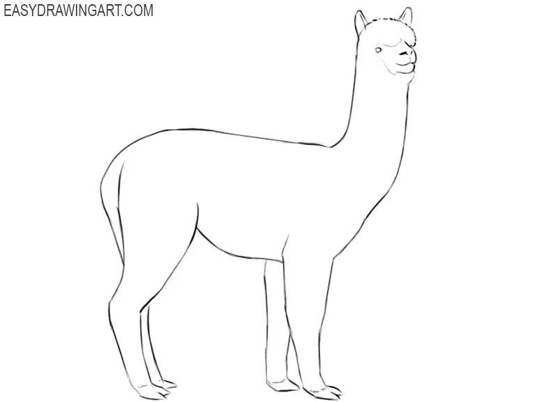 single alpaca drawing