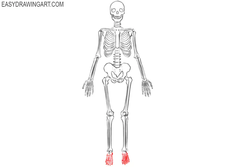 skeleton drawing anatomy