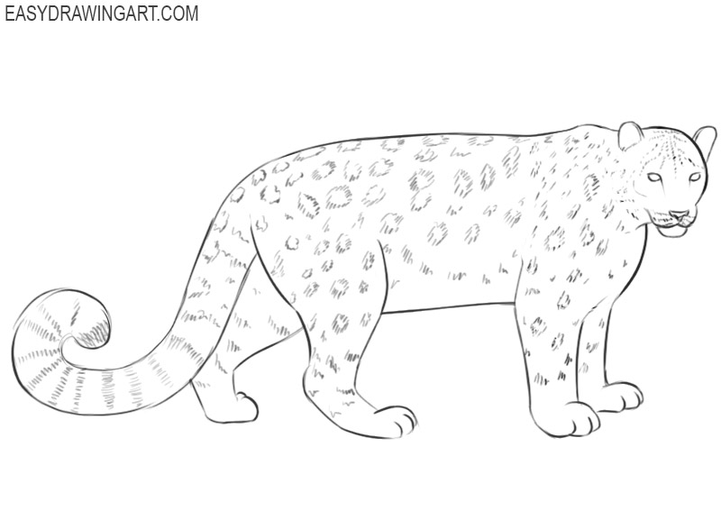 snow leopard drawing easy