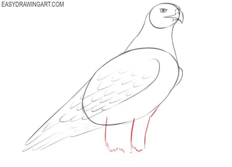 steps on how to draw a hawk