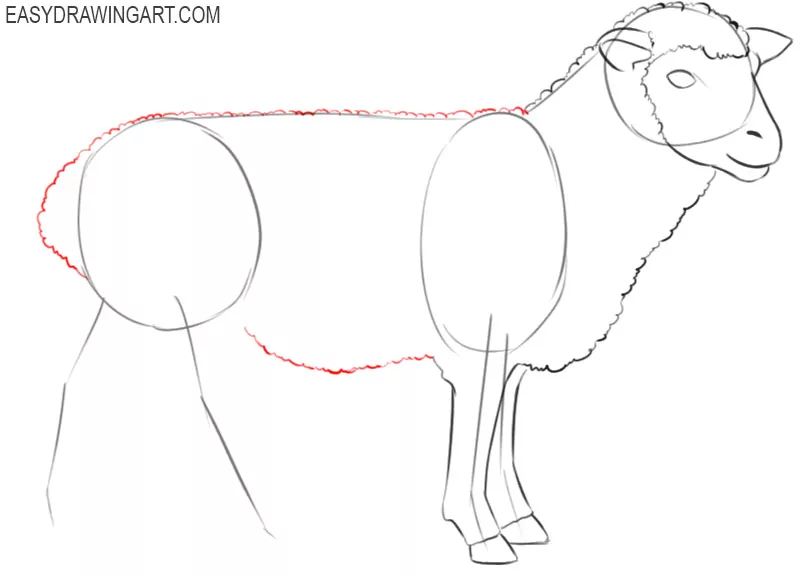 steps on how to draw a sheep
