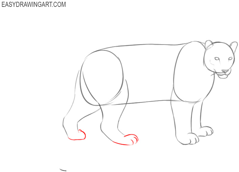 steps on how to draw a snow leopard