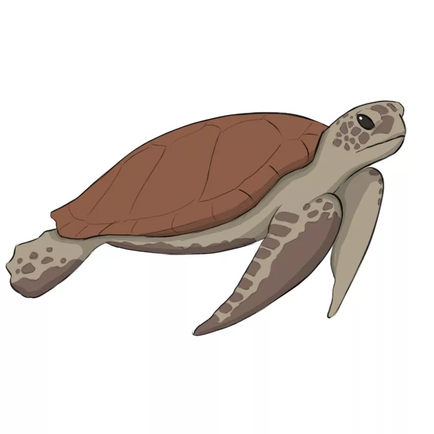 How to Draw a Sea Turtle - Easy Drawing Art