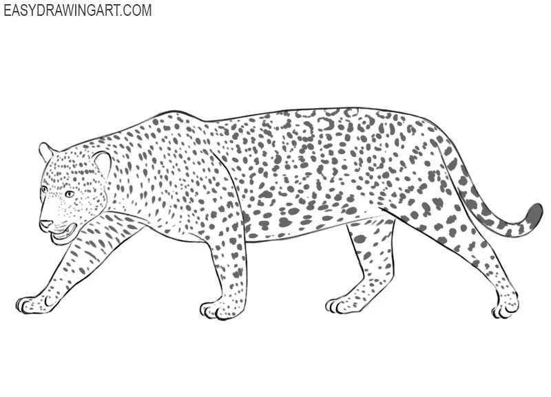 Jaguar drawing