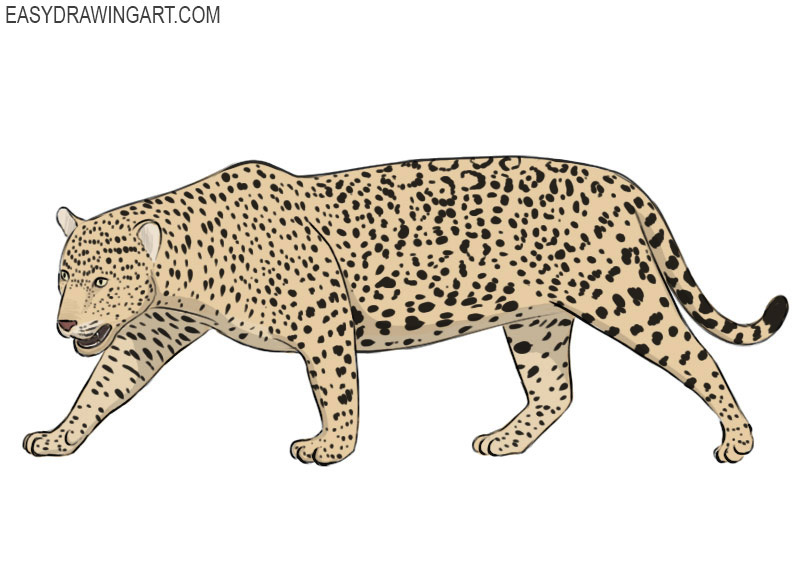 How to draw a jaguar