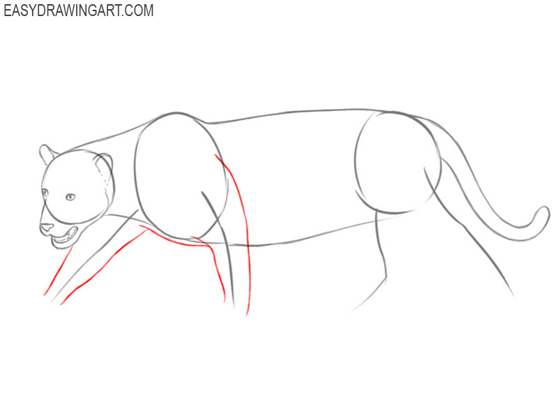 How to draw a jaguar animal