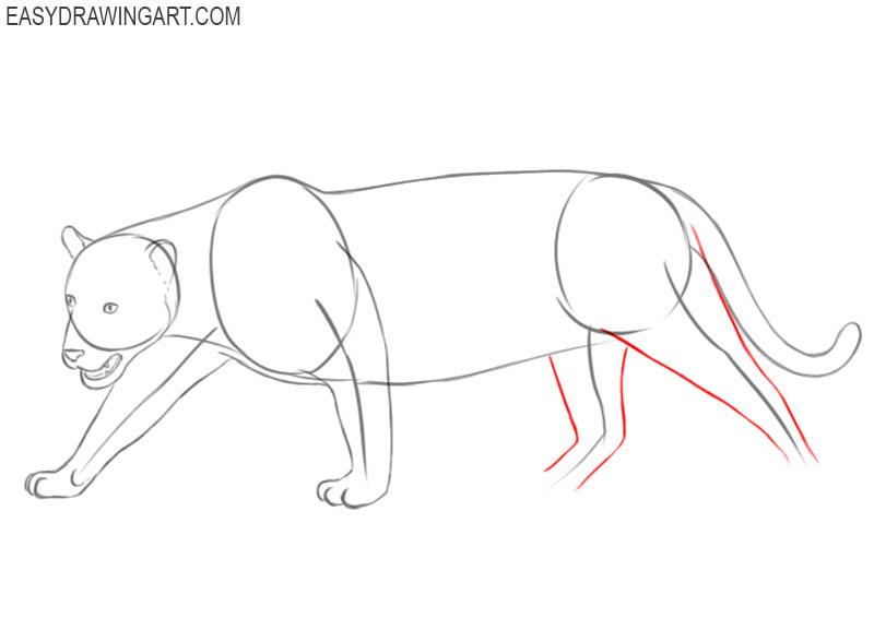 Jaguar drawing lesson