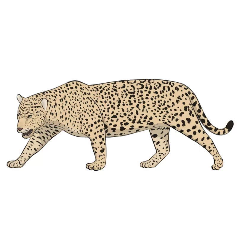 How to Draw a Jaguar - Easy Drawing Art
