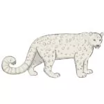 How to Draw a Snow Leopard