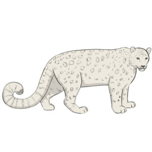 how-to-draw-a-Snow-Leopard1