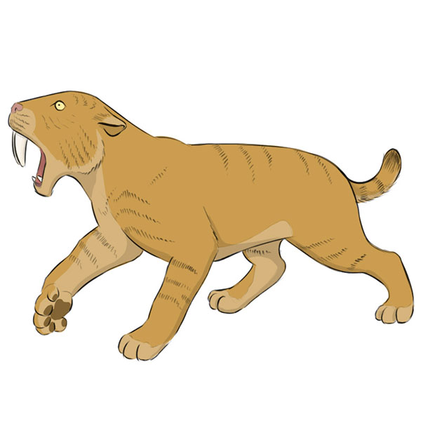How to Draw a Saber Tooth Tiger