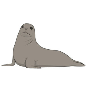how-to-draw-a-seal1
