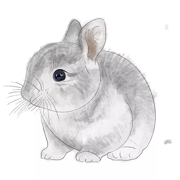 How to Draw a Realistic Bunny