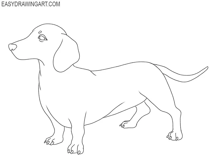 dachshund drawing lesson