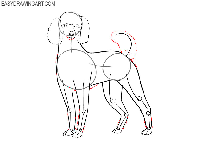 poodle drawing lesson