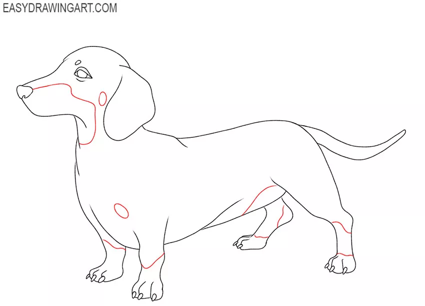 dachshund drawing guide