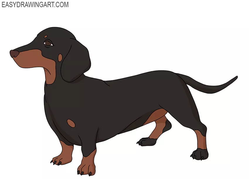 dachshund drawing tutorial