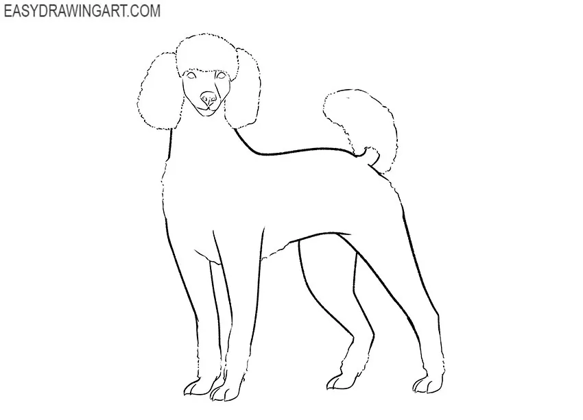 poodle drawing guide