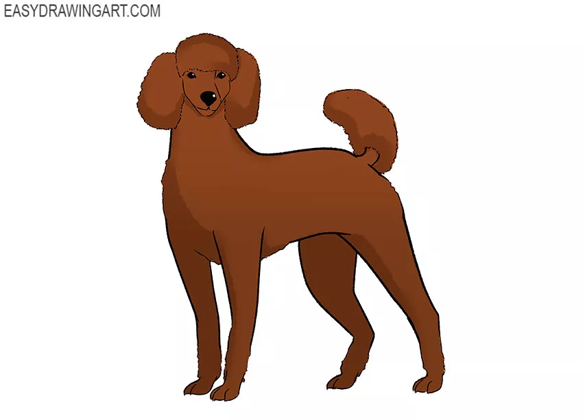poodle drawing for kids
