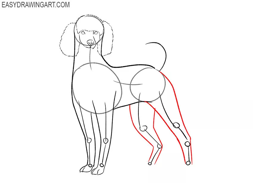 how to draw a cute poodle