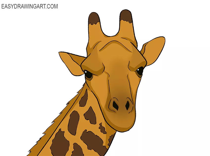 giraffe face drawing guide