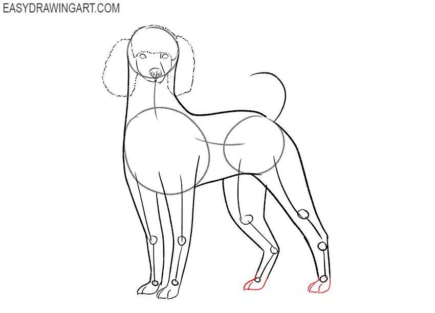 how to draw a realistic poodle dog