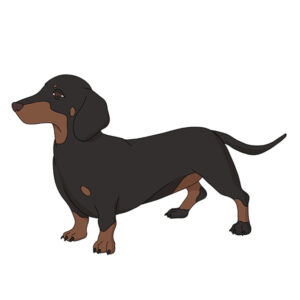 how to draw a dachshund