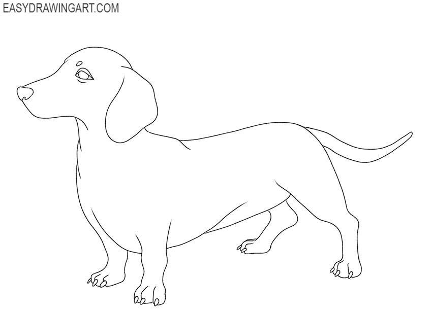 dachshund drawing lesson