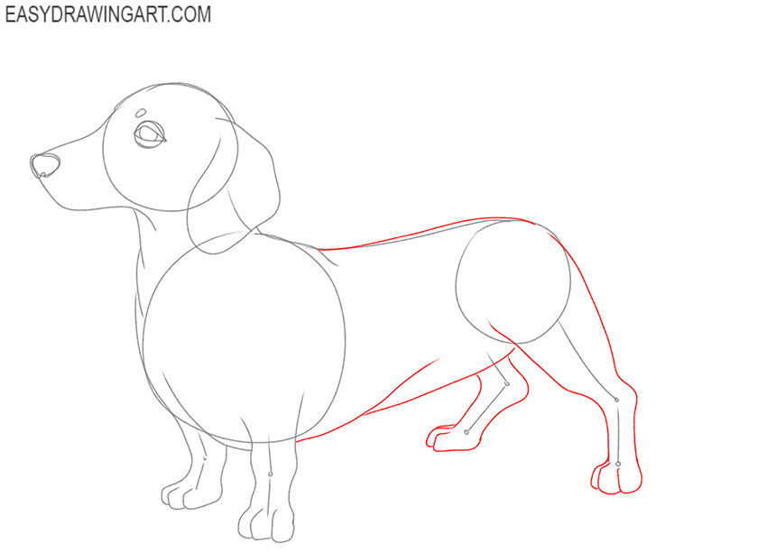 how to draw a cute dachshund puppy
