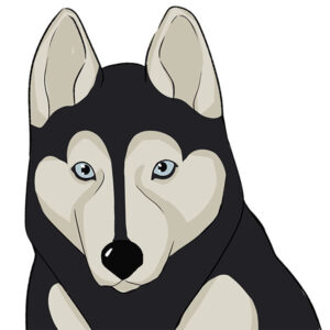 how to draw a husky face