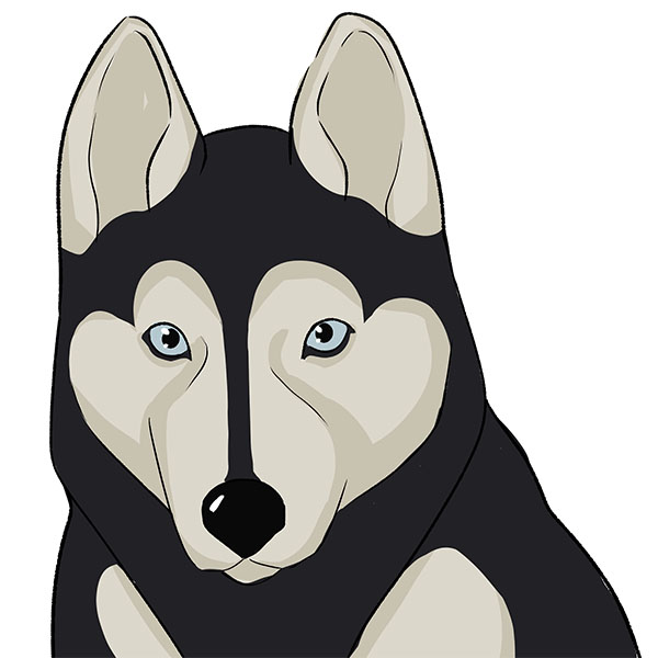 How to Draw a Husky Face Easy Drawing Art