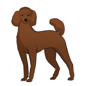 how to draw a poodle