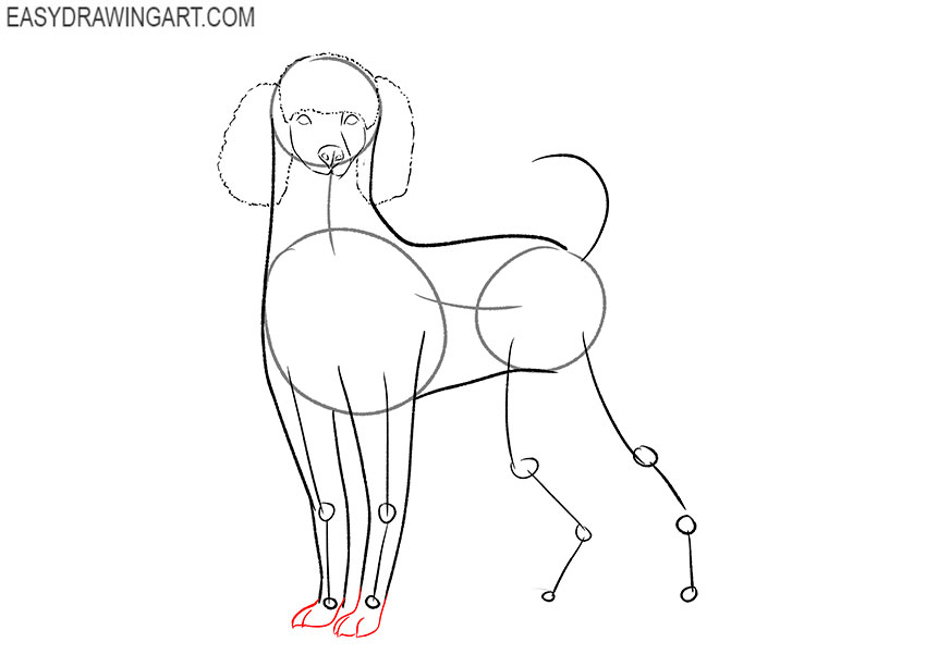 how to draw a cute poodle puppy